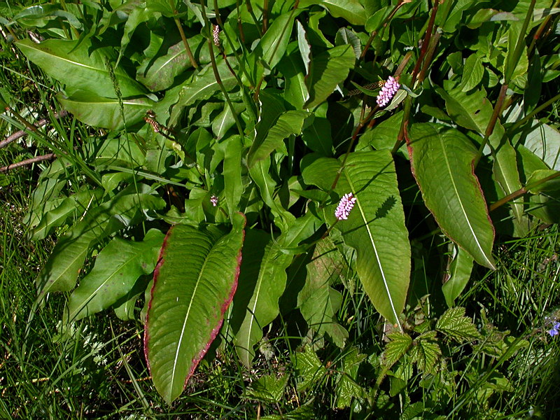 Изображение особи Bistorta officinalis.