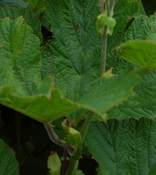 Image of Filipendula camtschatica specimen.