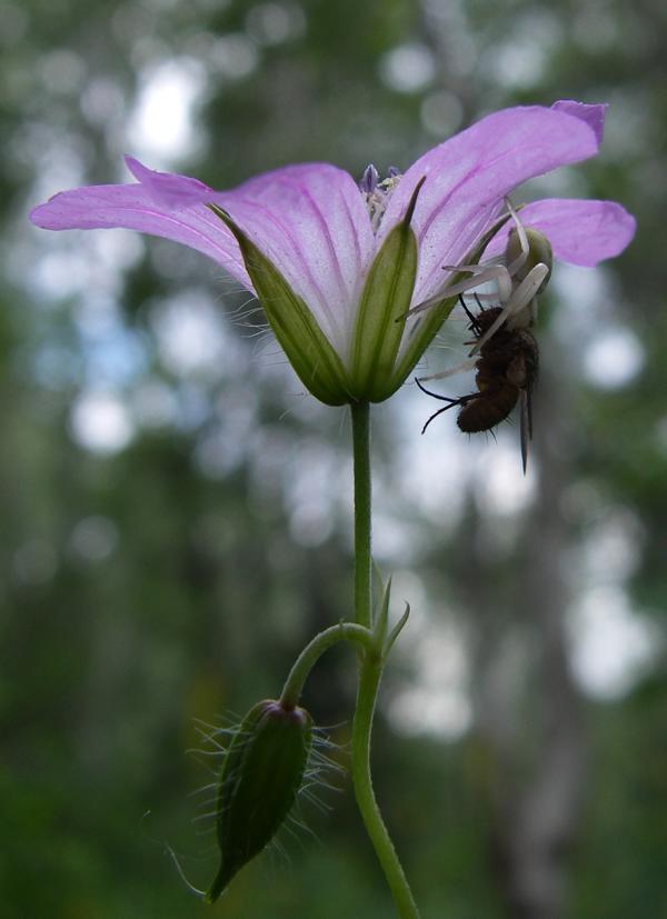 Image of Geranium rectum specimen.