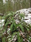 Polypodium vulgare. Растения на замшелом валуне во влажном ельнике. Ленинградская обл., ноябрь.