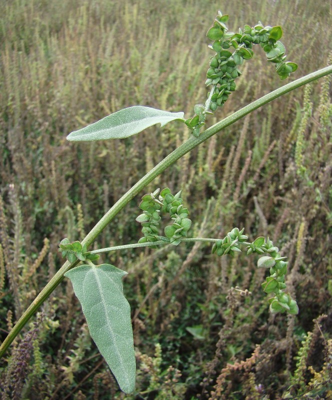 Image of Atriplex micrantha specimen.