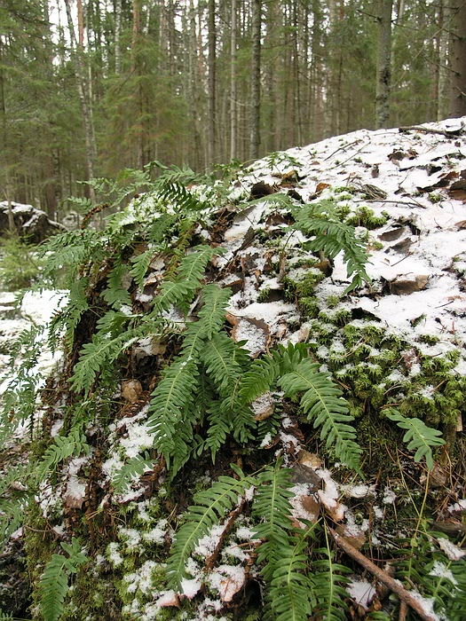 Изображение особи Polypodium vulgare.