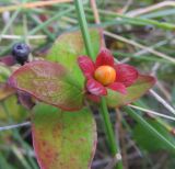 Hypericum androsaemum