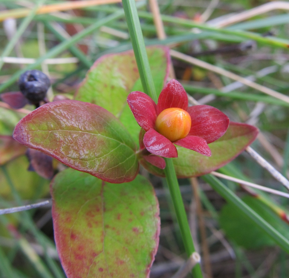 Изображение особи Hypericum androsaemum.