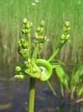 Alisma plantago-aquatica. Распускающееся соцветие с аномальной осью. Архангельская обл., Вельский р-н, окр. пос. Усть-Шоноша, р. Вель. 30.06.2011.