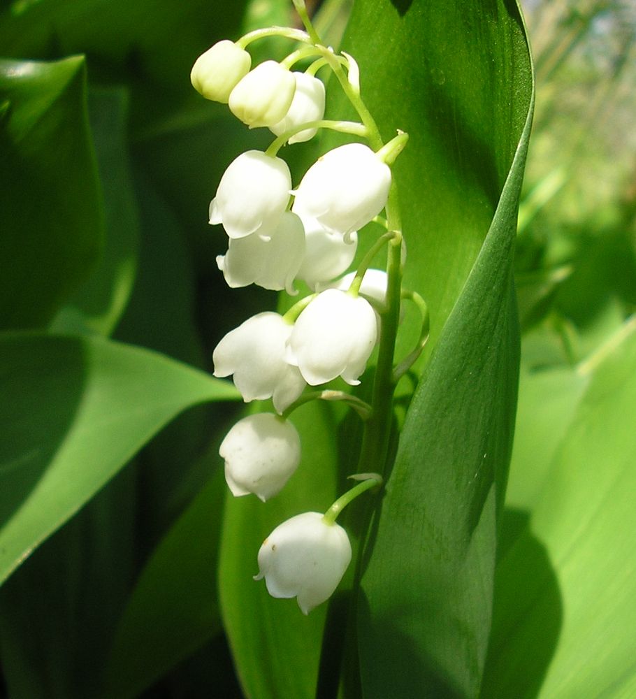 Изображение особи Convallaria majalis.