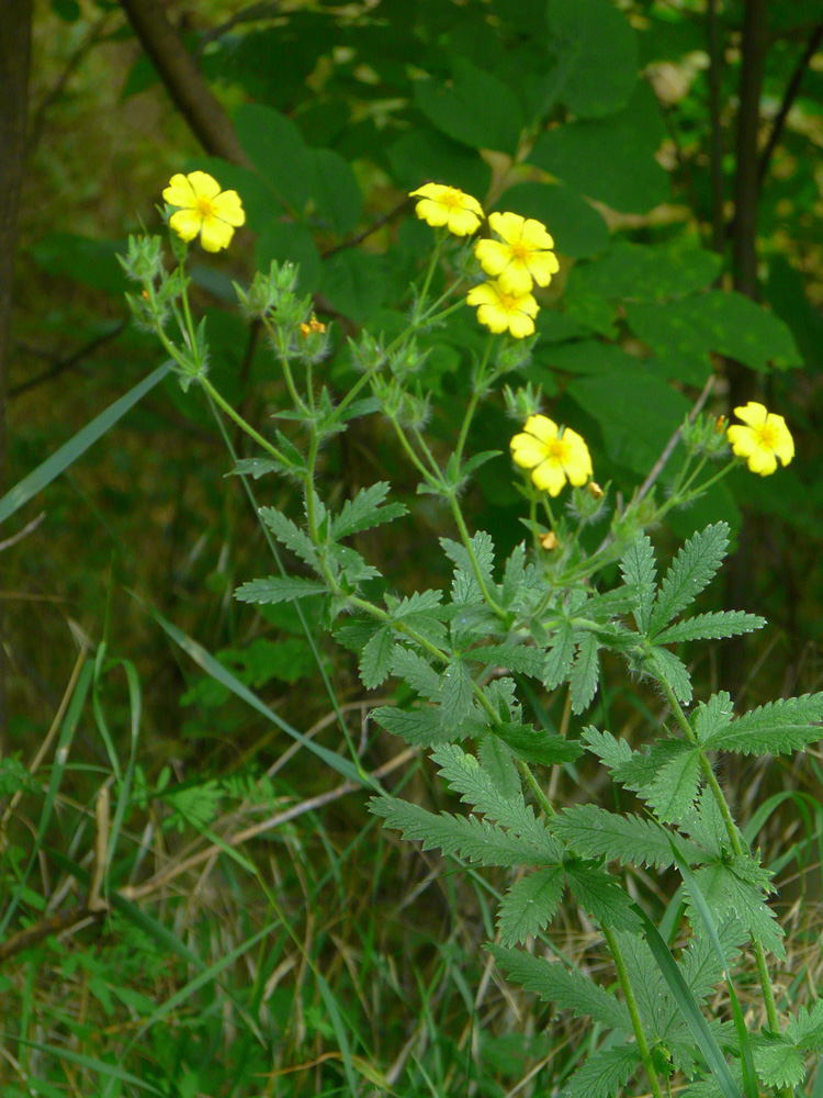 Изображение особи Potentilla recta.