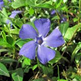 Vinca minor. Цветок. Смоленская обл., Смоленский р-н., пос. Каспля. 08.05.2011.