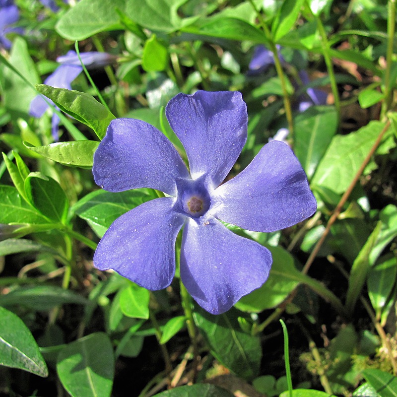 Image of Vinca minor specimen.