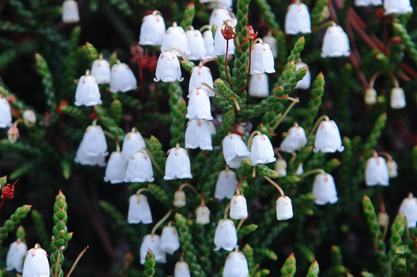 Image of Cassiope redowskii specimen.