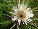 Carlina acaulis