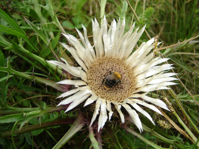 Image of Carlina acaulis specimen.