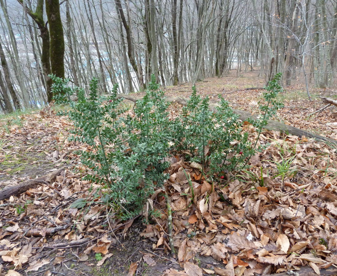 Изображение особи Ruscus aculeatus.