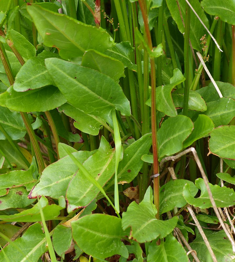 Изображение особи Rumex acetosa.