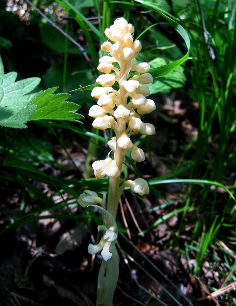 Image of Neottia krasnojarica specimen.