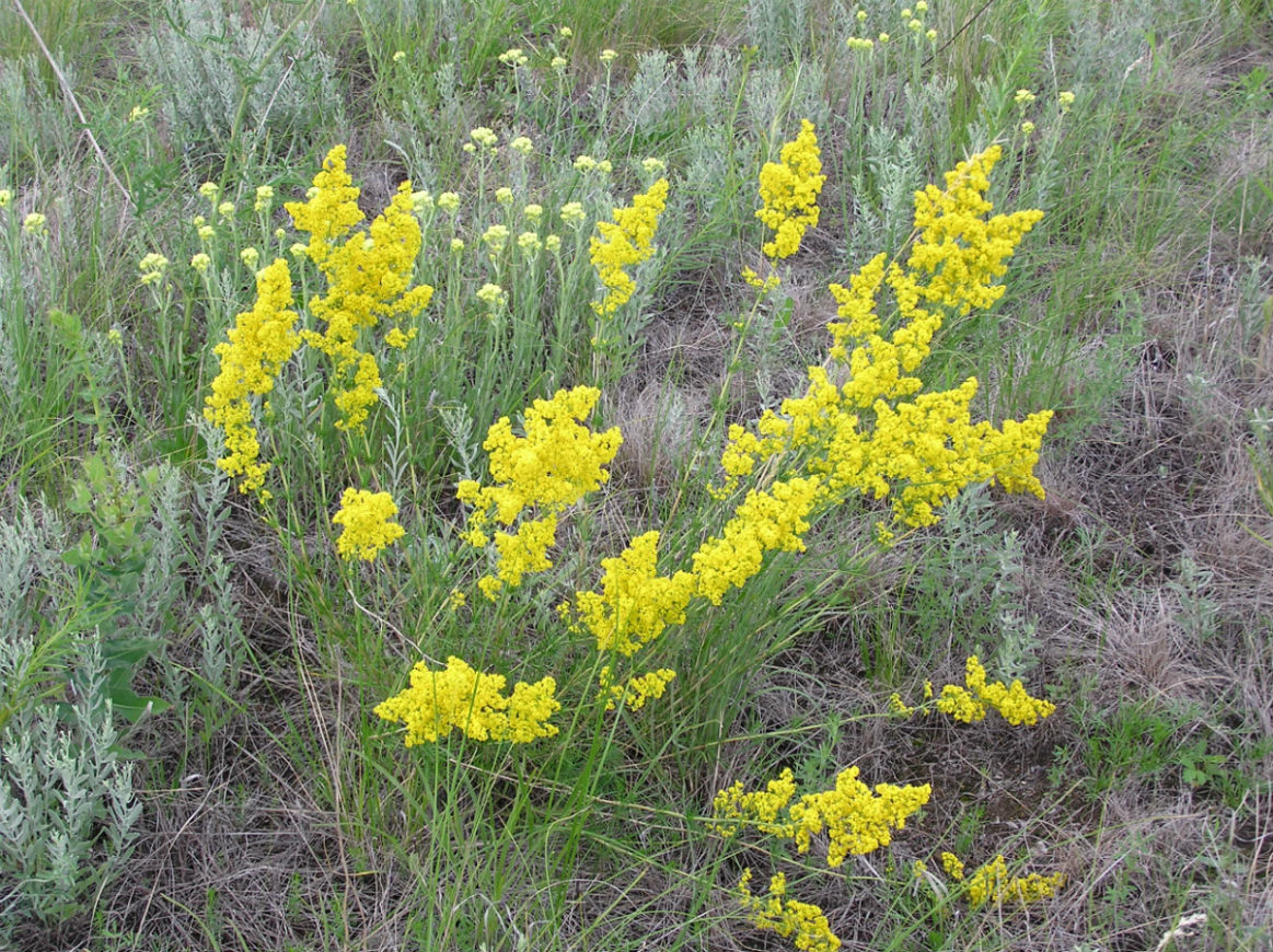 Изображение особи Galium verum.