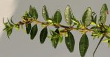 Lonicera разновидность pileata