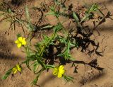 Linum nodiflorum