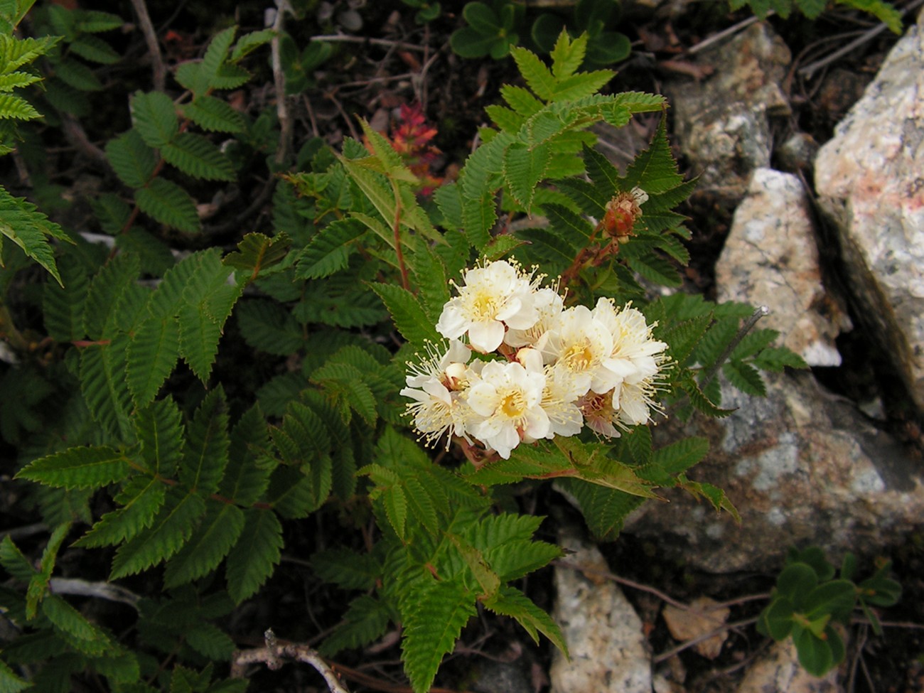 Image of Sorbaria grandiflora specimen.