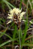 Carex stenophylla. Соцветие. Ростовская обл., Азовский р-н, окр. с. Займо-Обрыв на побережье Таганрогского залива в устье р. Кагальник. 18.04.2012.