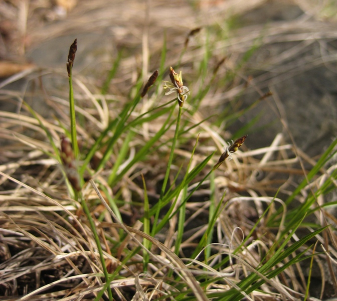 Image of Carex obtusata specimen.