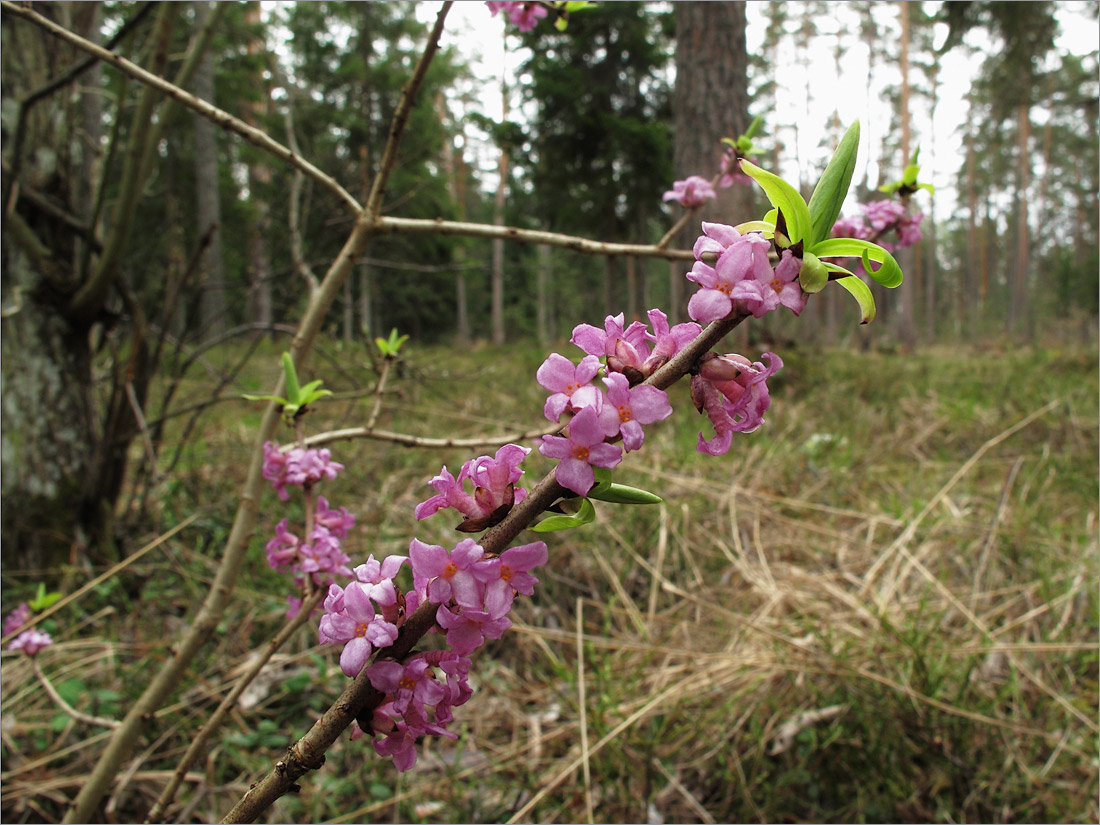 Изображение особи Daphne mezereum.