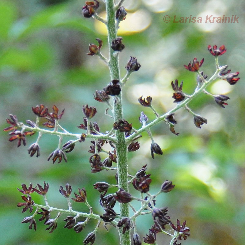 Image of Veratrum ussuriense specimen.