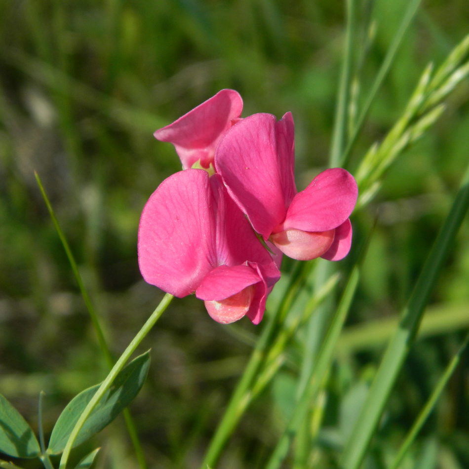 Image of Lathyrus tuberosus specimen.