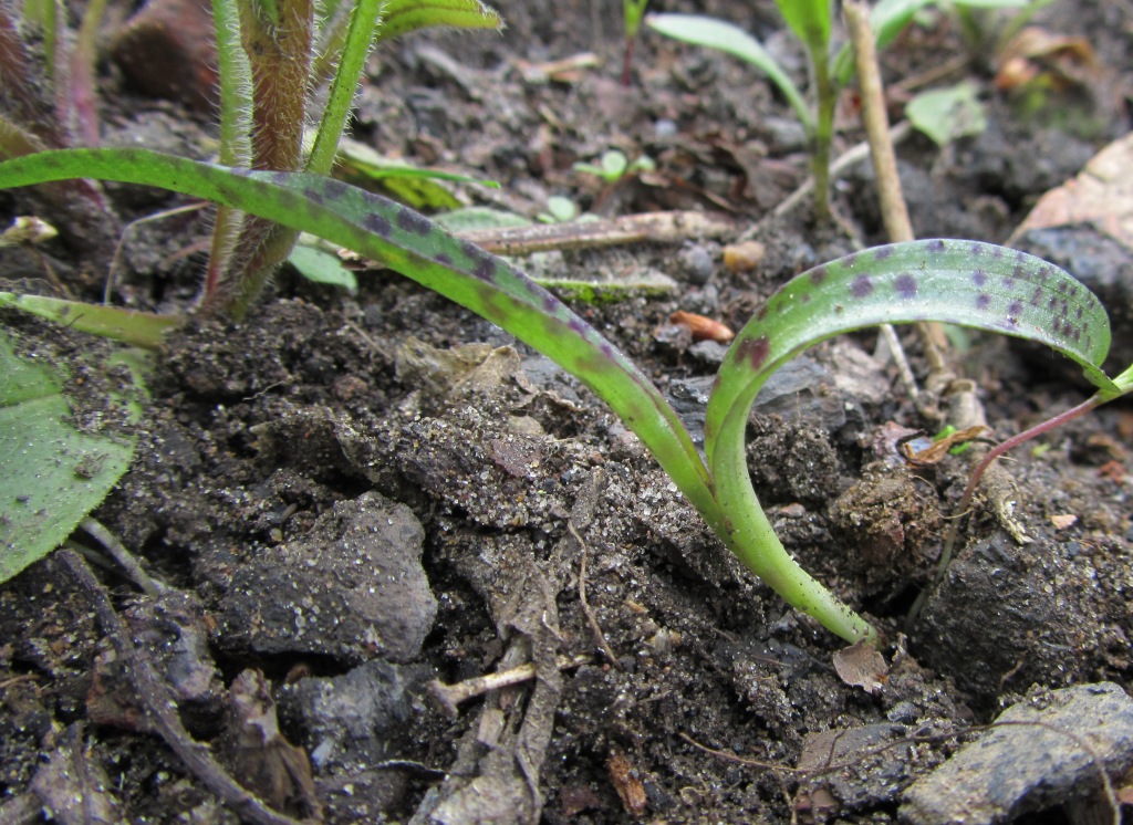 Image of Dactylorhiza fuchsii specimen.