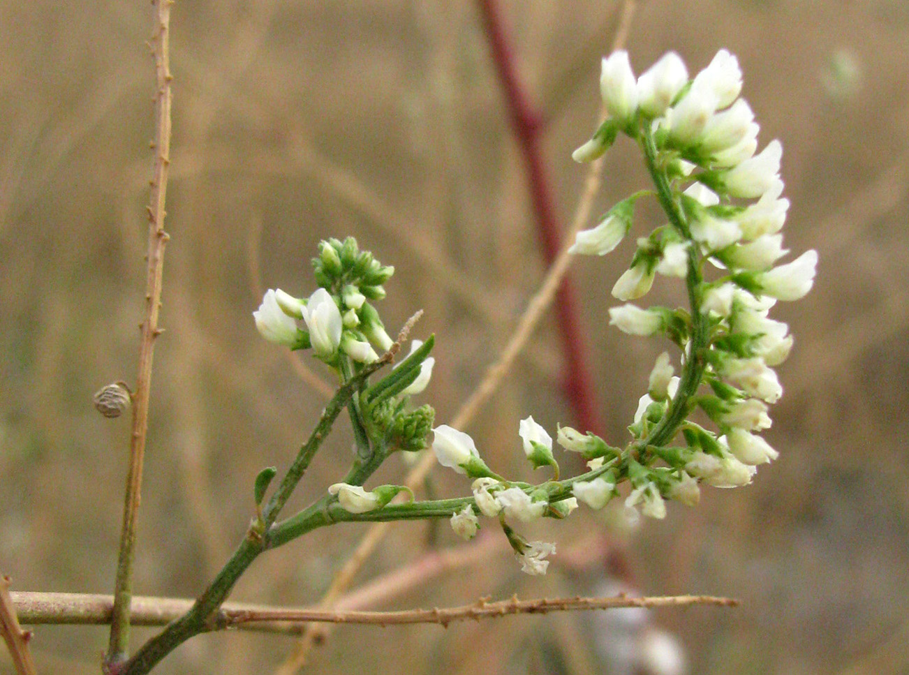 Изображение особи Melilotus tauricus.