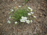 Minuartia verna. Цветущее растение. Кабардино-Балкария, верховья р. Малка, 2200 м н.у.м. 16.06.2012.