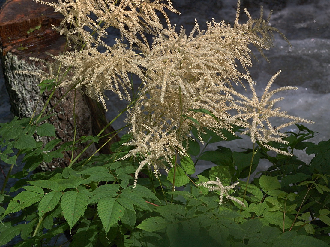 Image of Aruncus sylvestris specimen.