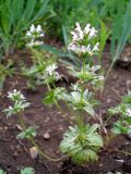 Lamium amplexicaule var. orientale