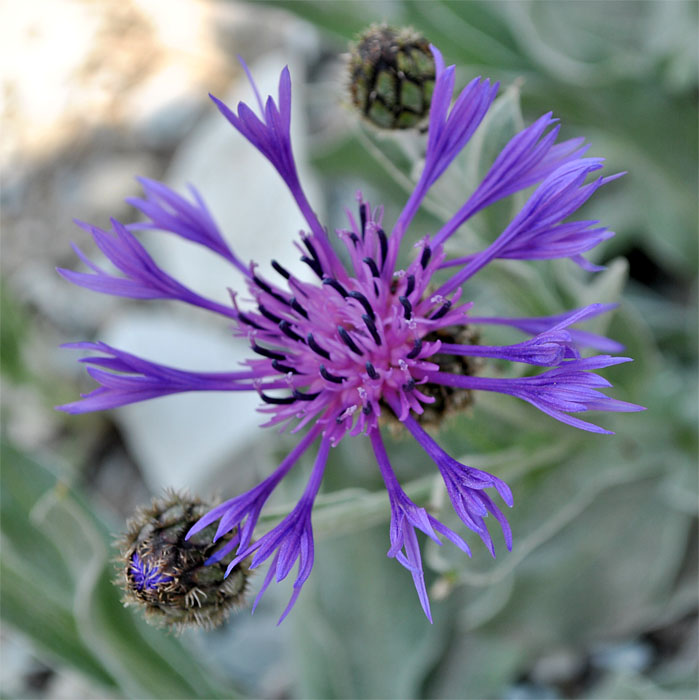 Изображение особи Centaurea czerkessica.