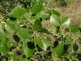 Populus alba