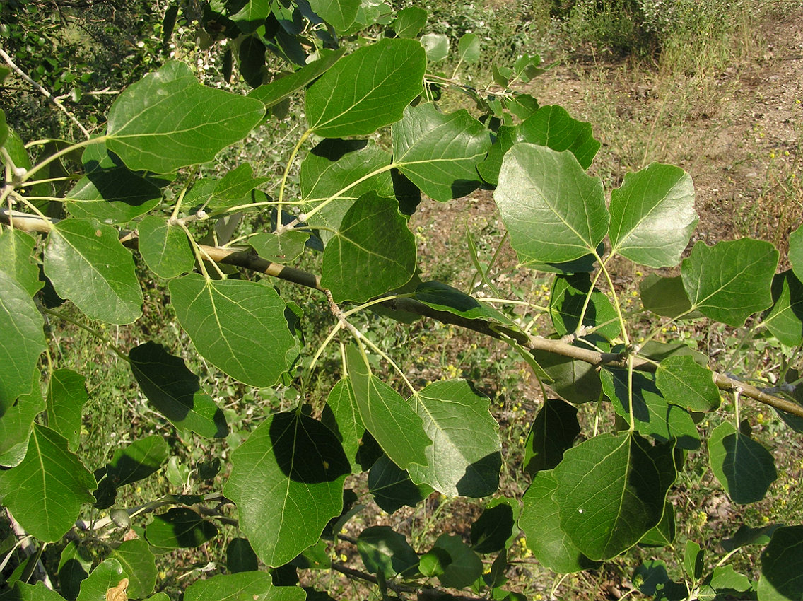 Image of Populus alba specimen.