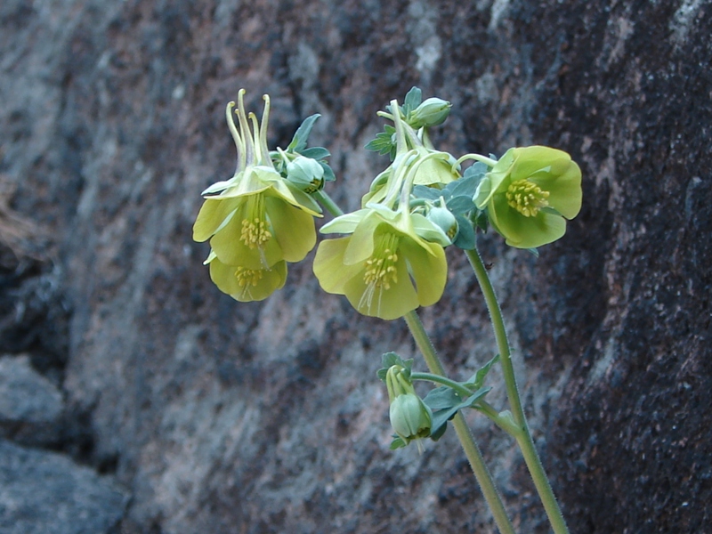 Image of Aquilegia viridiflora specimen.