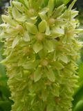 Eucomis autumnalis. Часть соцветия. Южный берег Крыма, Никитский ботанический сад. 31 июля 2012 г.