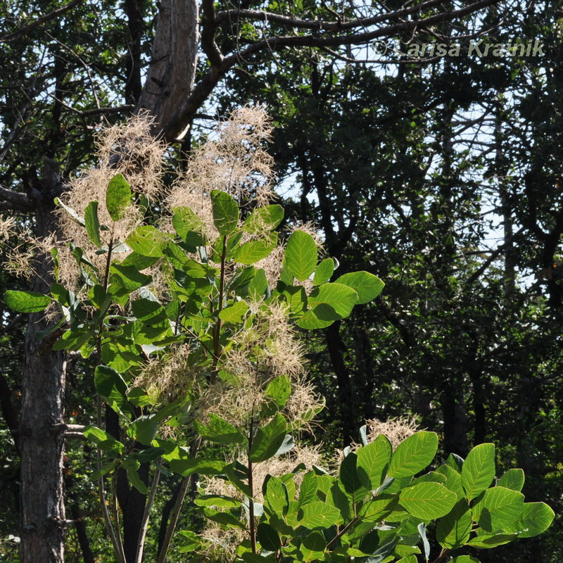 Image of Cotinus coggygria specimen.