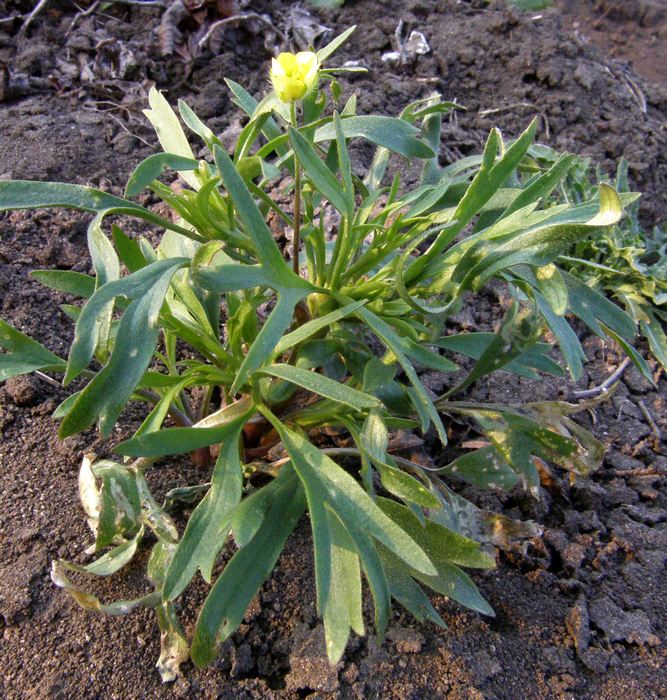 Изображение особи Ranunculus arvensis.