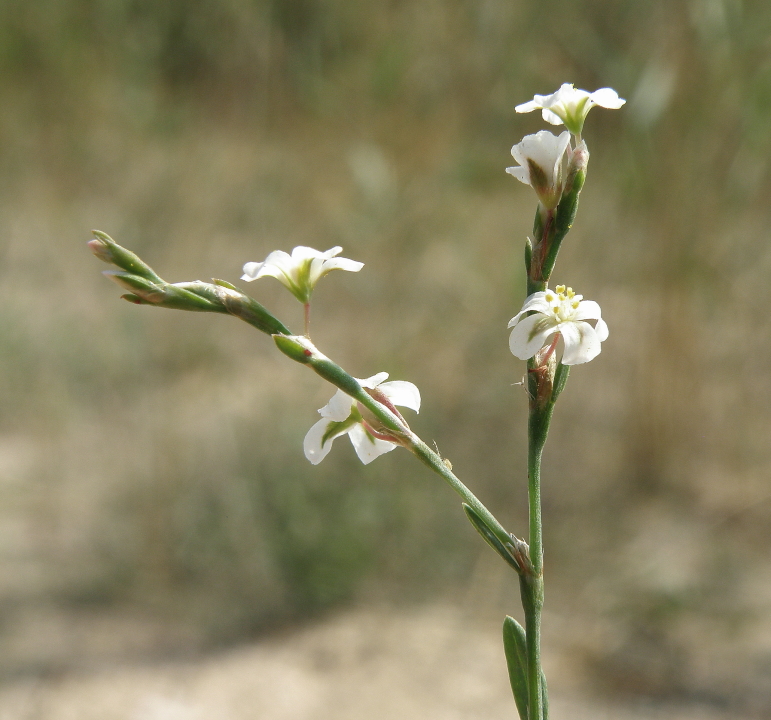 Image of Polygonum arenarium specimen.