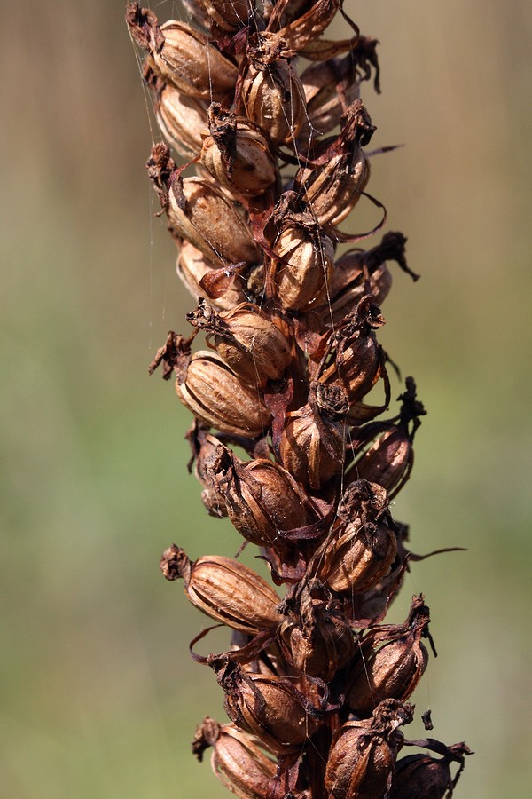 Image of Gymnadenia densiflora specimen.