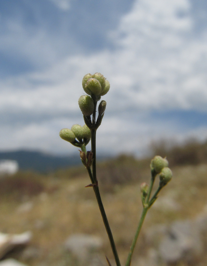 Изображение особи Asperula tenella.