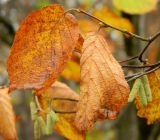 Corylus avellana