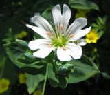 Cerastium davuricum. Цветок. Иркутская обл., пос. Листвянка, у забора. 03.07.2012.