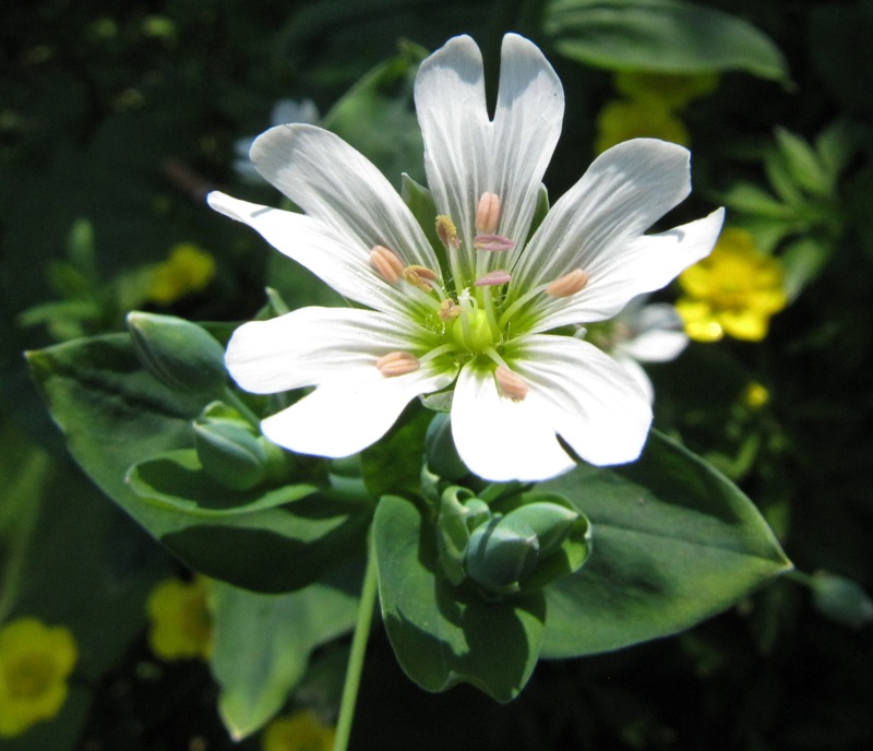 Image of Cerastium davuricum specimen.