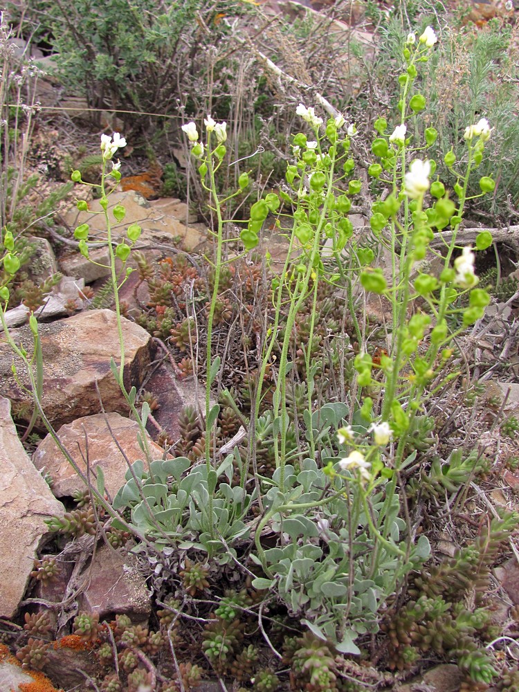 Image of Galitzkya spathulata specimen.