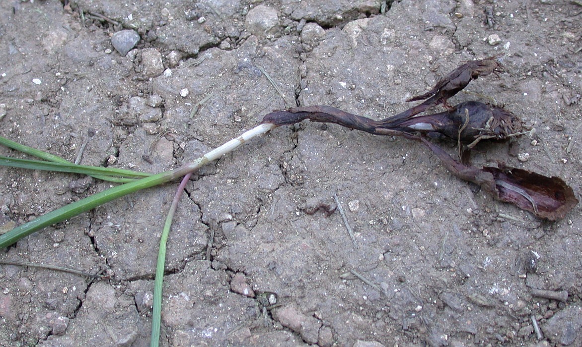 Image of Colchicum stevenii specimen.