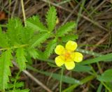 Potentilla anserina