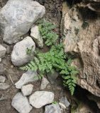 Cystopteris fragilis. Растение во влажной расселине вблизи водопада. Туркменистан, хр. Кугитанг, ущелье Умбардере. Июнь 2012 г.